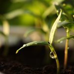 germinate-4024588-min-150x150